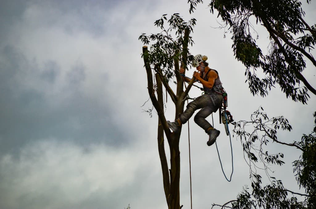 Tree Service